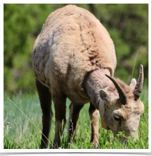 Big Horn Sheep - Grazing Big Horn Sheep - Grazing